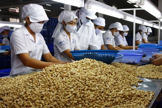 Việt Nam nhập gần 99% lượng điều nguyên liệu của Campuchia - Ảnh 1.