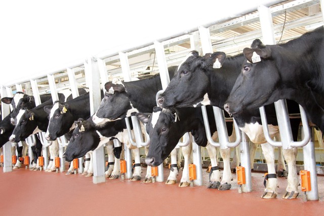 TH tiếp tục nhập khẩu đàn bò cho sản lượng và chất lượng sữa hàng đầu thế giới - Ảnh 3.
