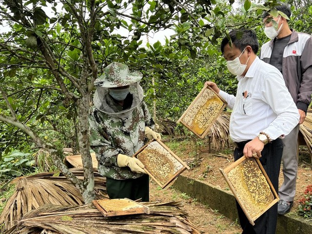 “Mùa ngọt” của nghề  nuôi ong lấy mật ở Hà Tĩnh. - Ảnh 4.