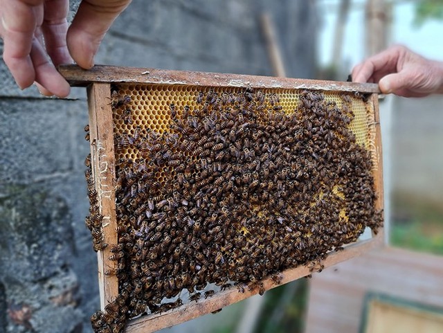 “Mùa ngọt” của nghề  nuôi ong lấy mật ở Hà Tĩnh. - Ảnh 6.