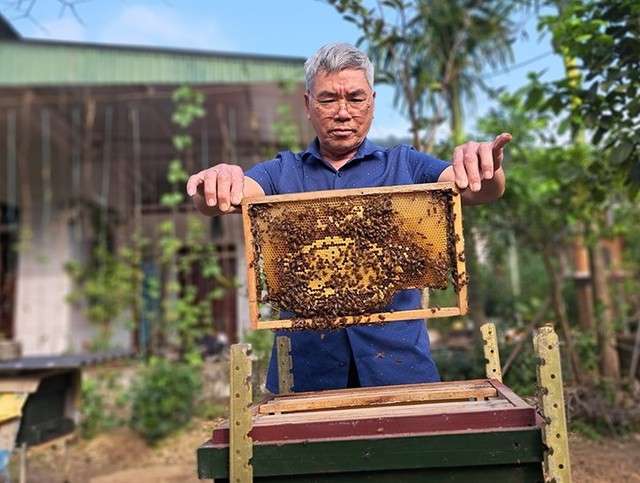 “Mùa ngọt” của nghề  nuôi ong lấy mật ở Hà Tĩnh. - Ảnh 2.