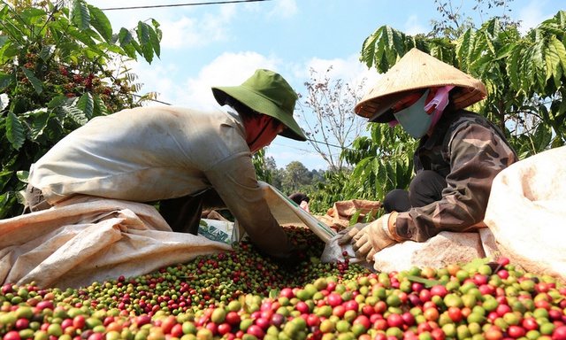 Cà phê - điểm sáng trong xuất khẩu nông sản Việt Nam - Ảnh 1.
