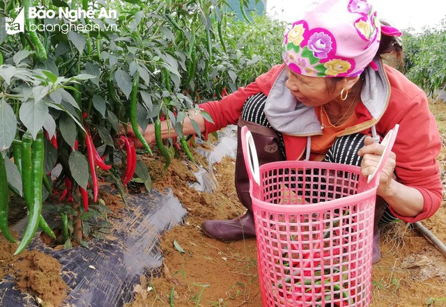 Nông dân Nghệ An, Quảng Ngãi lãi lớn nhờ giá ớt tăng cao - Ảnh 1.