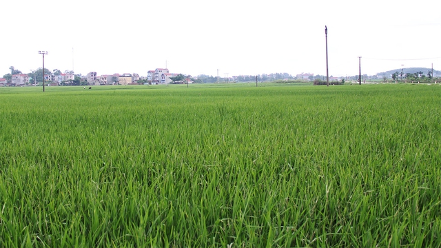 Bắc Giang chuyển đổi cơ cấu cây trồng trên đất trồng lúa - Ảnh 1.