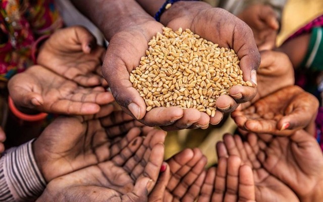 FAO: Tháng thứ 12 liên tiếp chỉ số giá lương thực toàn cầu giảm  - Ảnh 1.