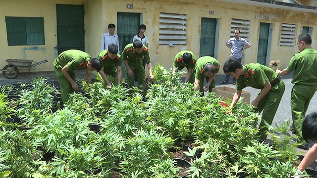 Phú Thọ: Phát hiện và thu giữ gần 900 cây cần sa được trồng tại nhà dân  - Ảnh 1.
