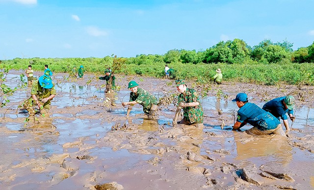 Đồn Biên phòng Vĩnh Hải phối hợp với các đơn vị trồng 1.000 cây mắm tại khu vực ven biển thuộc ấp Trà Sết, xã Vĩnh Hải, thị xã Vĩnh Châu.