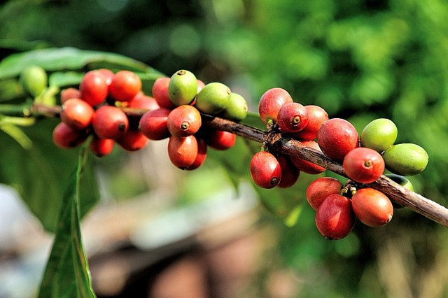 Xuất khẩu cà phê Việt Nam sang Mỹ tăng 44,5% - Ảnh 1.