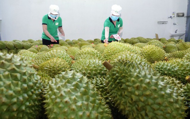Việt Nam có thêm 47 vùng trồng sầu riêng đạt tiêu chuẩn xuất khẩu sang Trung Quốc - Ảnh 1.