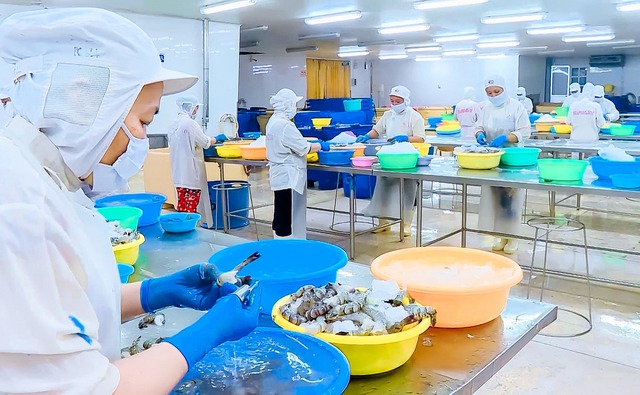 Các Công ty chế biến thủy sản trên địa bàn tỉnh Cà Mau gặp nhiều khó khăn trong việc tìm đầu ra để xuất khẩu mặt hàng tôm. Ảnh: Trọng Nghĩa