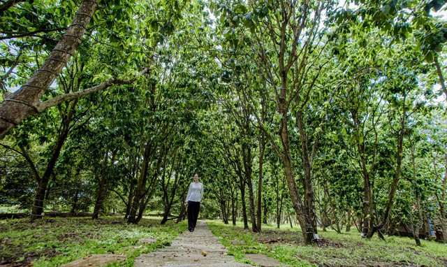 Ngoài ra, Cần Thơ Eco Resort còn có khu vườn trái cây rộng lớn với nhiều loại trái ngon theo mùa như: chôm chôm, sầu riêng, nhãn, dâu Hạ Châu, mận, mít, xoài, dừa…