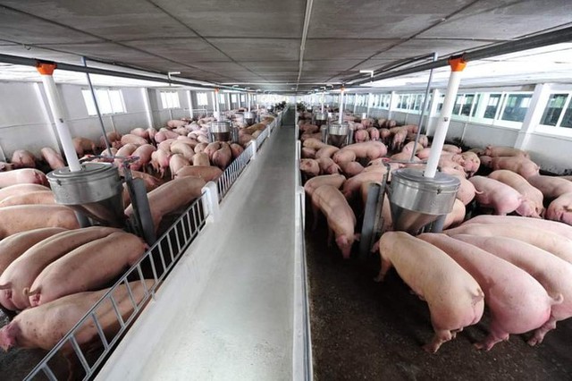 Giá lợn hơi tăng mạnh, gần mốc 70.000 đồng/kg - Ảnh 1.