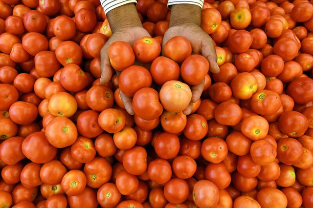 Giá cà chua tăng gấp 5 lần, cao hơn cả giá xăng ở Ấn Độ - Ảnh 1.