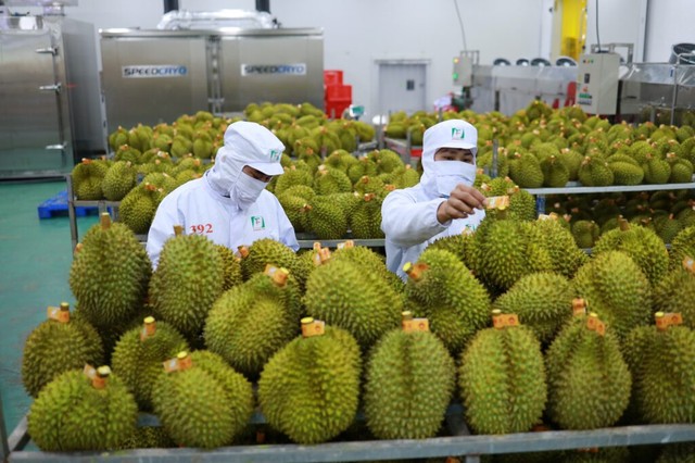 Tăng cường kiểm dịch trái cây xuất khẩu sang Trung Quốc - Ảnh 1.