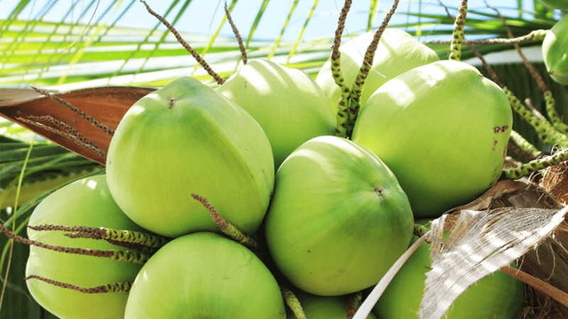 Cơ hội xuất khẩu chính ngạch cho dừa tươi Việt Nam - Ảnh 2.