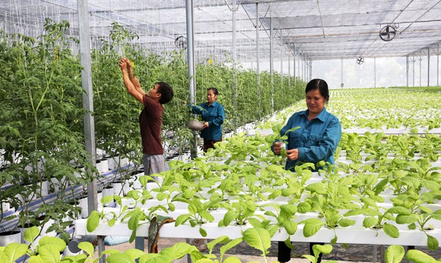 Ngành nông nghiệp Hà Nội ghi nhận tốc độ tăng trưởng cao - Ảnh 1.