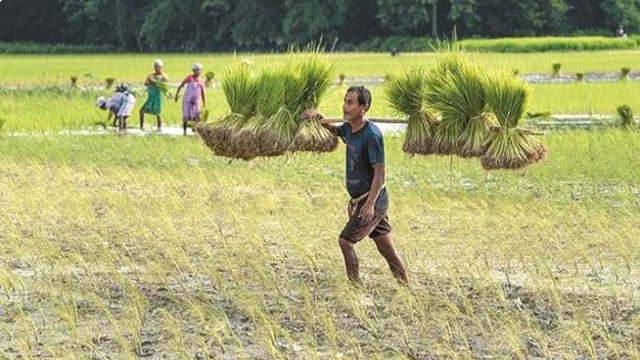 FAO: Giá lương thực thế giới thấp nhất trong 2 năm - Ảnh 1.