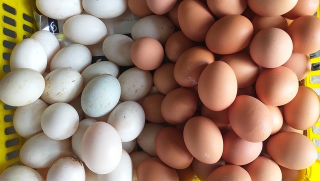 Sau 4 năm, Hồng Kông bỏ lệnh cấm nhập khẩu trứng gia cầm Việt Nam - Ảnh 1.