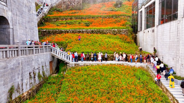 Du khách thích thú với “ruộng bậc thang” màu đỏ cam trên đỉnh thiêng Fansipan - Ảnh 2.