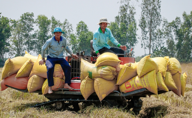 Việt Nam còn khoảng 2,67 triệu tấn gạo cho xuất khẩu - Ảnh 1.