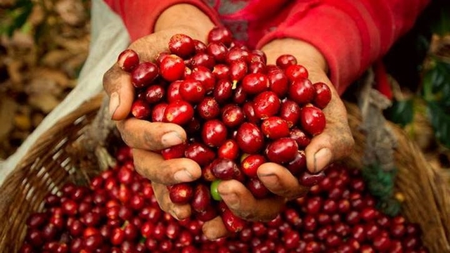 Việt Nam thu về 2,8 tỷ USD từ xuất khẩu cà phê - Ảnh 1.