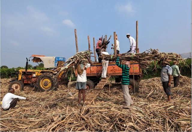 Công nhân thu hoạch mía ở bang Maharashtra. Ảnh: Reuters