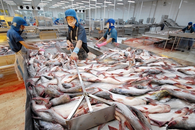 Kim ngạch cá tra xuất khẩu cả năm dự báo đạt 2 tỷ USD - Ảnh 1.