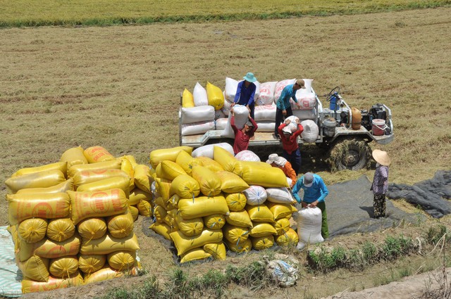 Việt Nam không lo thiếu gạo khi tăng xuất khẩu - Ảnh 1.