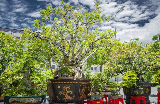 Độc đáo cây sứ bonsai có tán đẹp được trưng bày tại Festival Nông sản Việt Nam - Vĩnh Long năm 2023.