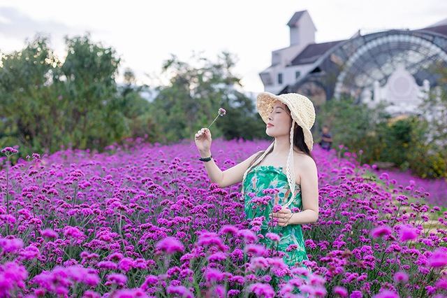 Xiêu lòng với đồi hoa tím đẹp như mơ ở Fansipan - Ảnh 4.