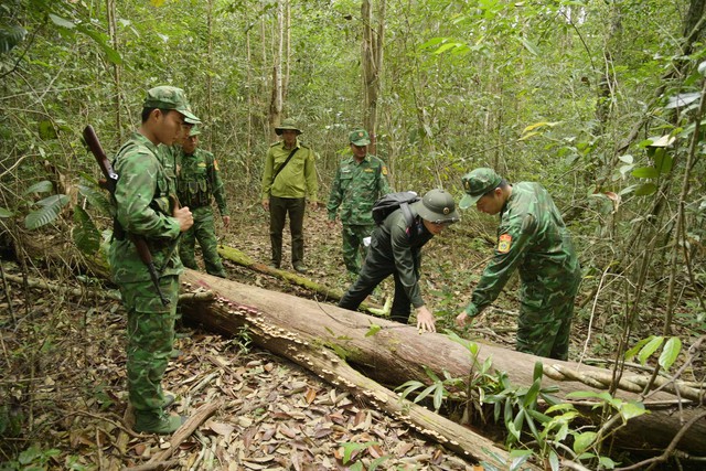 Cán bộ, chiến sĩ đồn Biên phòng Gành Dầu, phối hợp với Đội bảo vệ rừng Gành Dầu, cán bộ Kiểm lâm vườn Quốc gia TP. Phú Quốc tuần tra, bảo vệ diện tích rừng phụ trách.