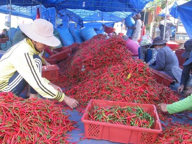 Năm 2023, xuất khẩu ớt thu về 20 triệu USD- Ảnh 1.