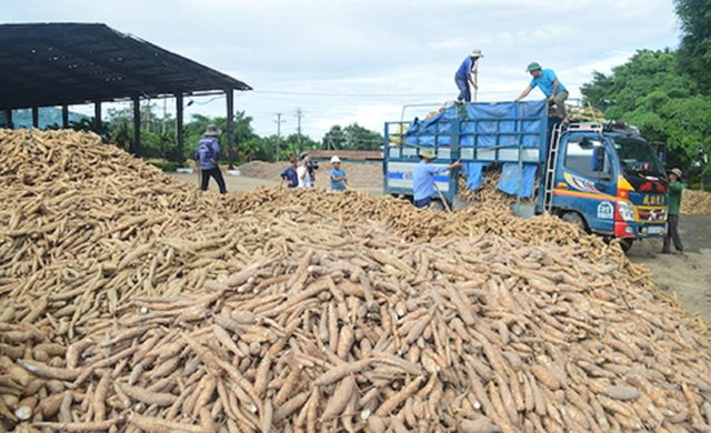 Việt Nam thu về 1,3 tỷ USD từ xuất khẩu sắn trong năm 2023- Ảnh 1.