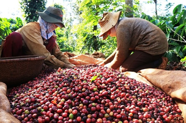Giá cà phê xuất khẩu cao nhất trong 30 năm- Ảnh 1.