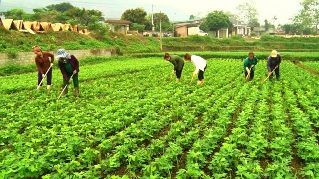 Quang Bình: Đa dạng hóa các mô hình sinh kế để giảm nghèo bền vững- Ảnh 2.