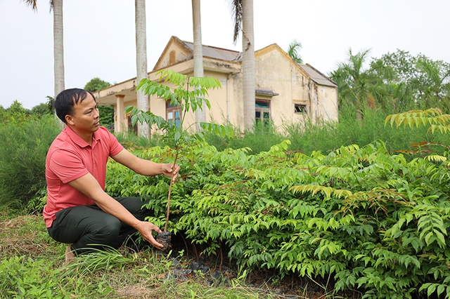 Quảng Bình: Nâng cao chất lượng, hiệu quả trồng rừng- Ảnh 2.