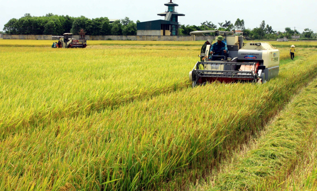 Thái Bình: Triển khai kế hoạch sản xuất lúa vụ xuân, hè năm 2025- Ảnh 1.