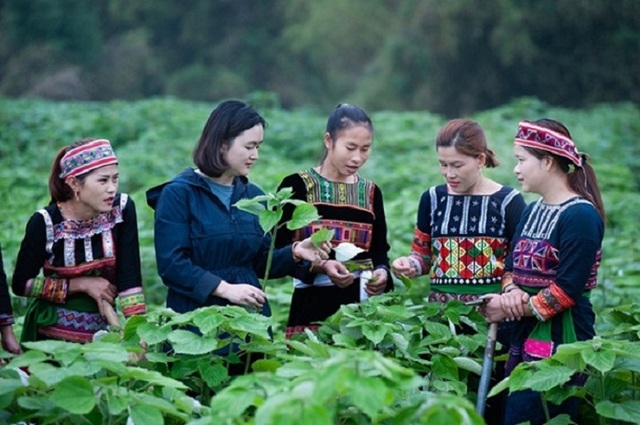 Phụ nữ làm chủ chuỗi giá trị cây gai xanh tại thôn Đồng Vệ, xã Chiềng Ken, Văn Bàn, Lào Cai.