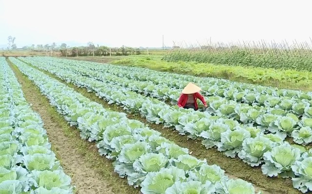 Thanh Hóa: Đẩy mạnh liên kết sản xuất rau màu vụ đông theo hướng hàng hóa- Ảnh 2.