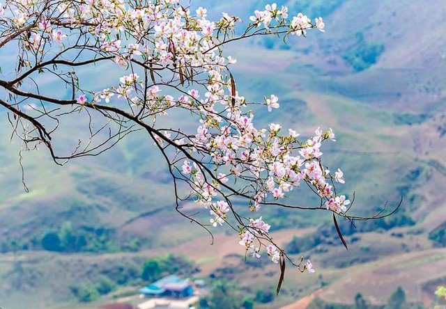 Quảng bá hình ảnh vùng đất, con người Điện Biên qua  Lễ hội Hoa Ban năm 2025- Ảnh 1.