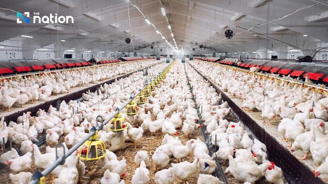 Thái Lan trở thành nước xuất khẩu thịt gà lớn thứ ba thế giới- Ảnh 1.