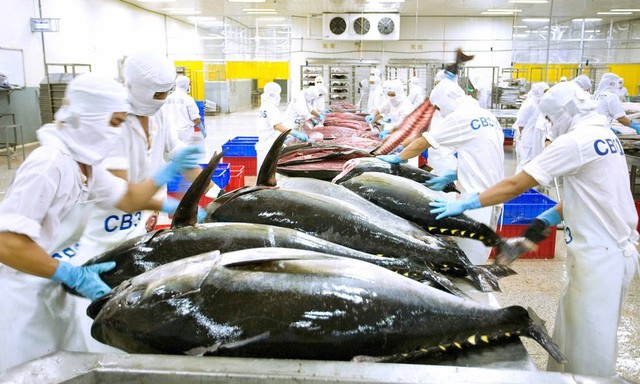 Chile đang rộng cửa đón cá ngừ Việt Nam- Ảnh 1.