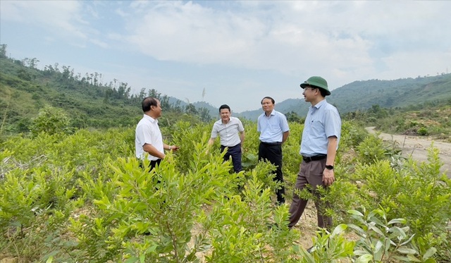 Thừa Thiên Huế phát triển rừng trồng bản địa và trồng cây dược liệu- Ảnh 1.