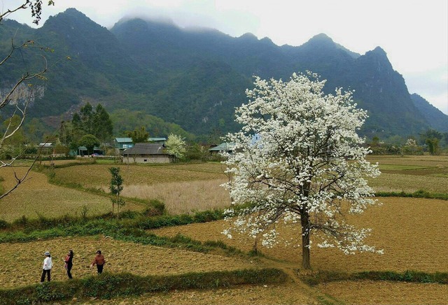 Ngày hội văn hóa dân tộc Mông - Mùa hoa Lê huyện Bảo Lạc sẽ diễn ra vào ngày 9 - 10/3/2024- Ảnh 3.