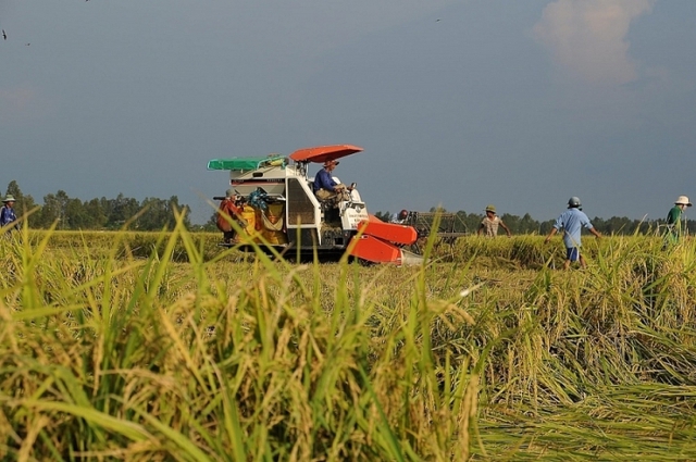 TP Hồ Chí Minh ghi nhận kim ngạch xuất khẩu gạo lớn nhất, khoảng 1,4 tỷ USD- Ảnh 2.