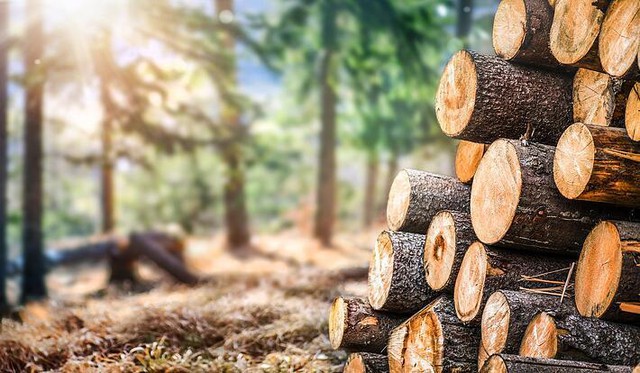 Năm 2023, xuất khẩu gỗ và lâm sản ước đạt 14,39 tỷ USD, giảm 15,8% so năm 2022.