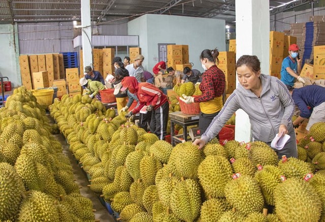 Việt Nam đứng thứ 2 về xuất khẩu rau quả sang Trung Quốc- Ảnh 1.