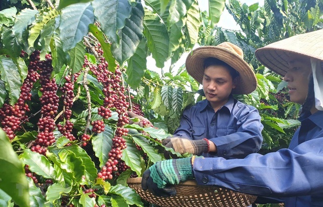 Xuất khẩu cà phê có thể chinh phục mốc 5 tỷ USD ngay năm nay- Ảnh 1.