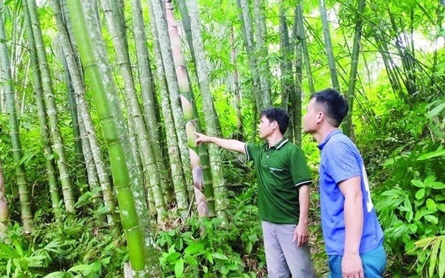 Thanh Hóa: Huyện Lang Chánh phát triển chuỗi giá trị tre, luồng theo hướng bền vững- Ảnh 1.