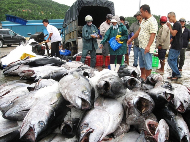EVFTA là đòn bẩy cho cá ngừ xuất khẩu sang EU- Ảnh 1.
